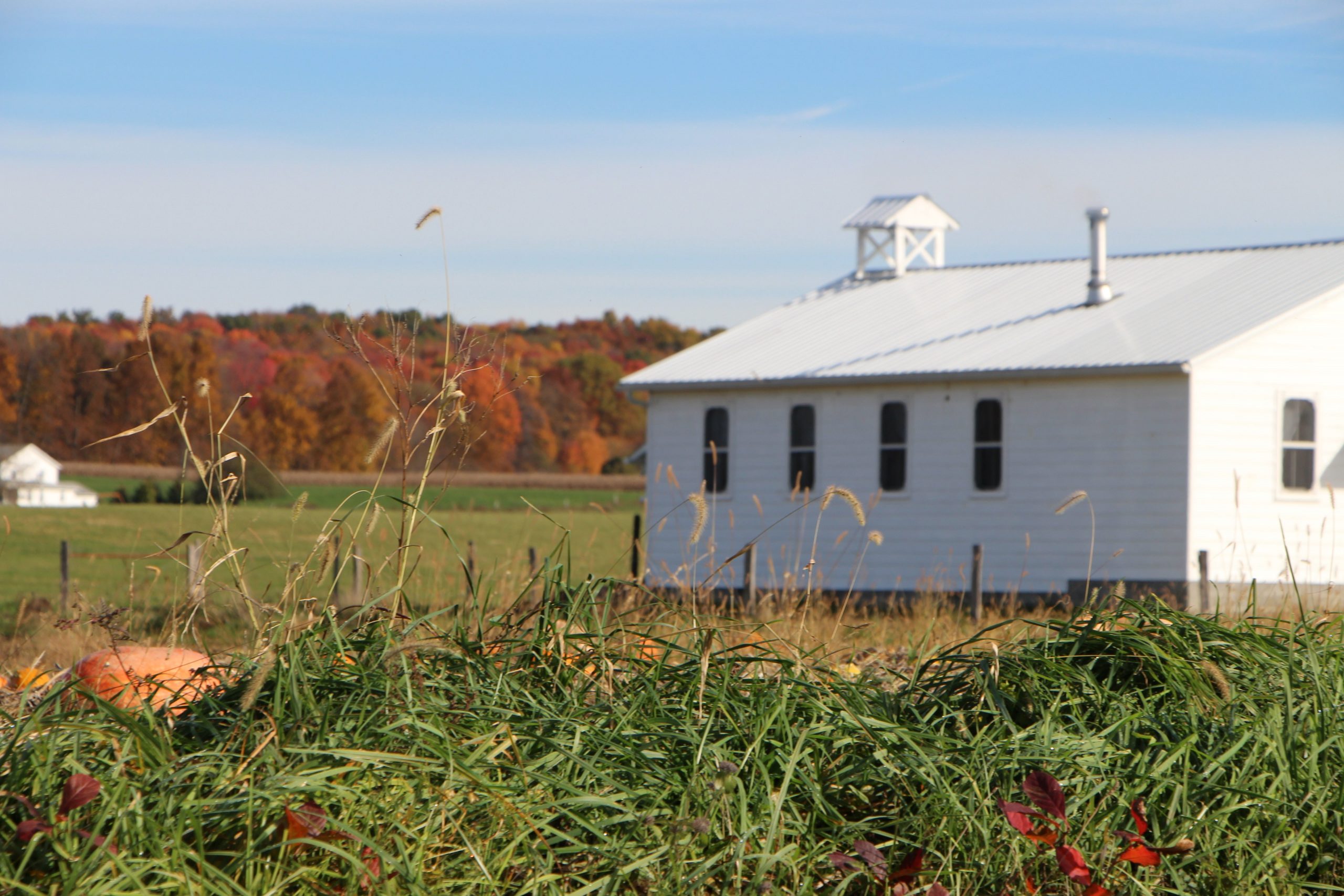 Stock photo of an Amish schoolhouse in a field with trees in fall colors in the background.
